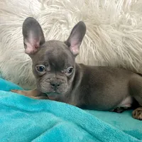 Loki, a male French Bulldog for sale in Lancaster, CA – 2 of 5