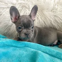 Loki, a male French Bulldog for sale in Lancaster, CA – 3 of 5