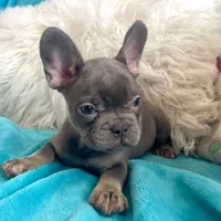 Loki, a male French Bulldog for sale in Lancaster, CA – 5 of 5