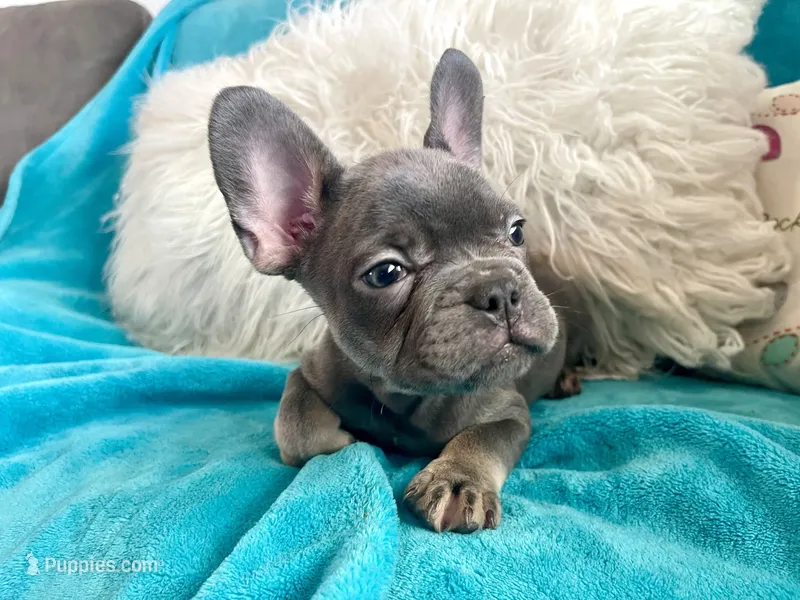 Loki – French Bulldog puppy for sale in Lancaster, CA