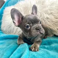 Loki, a male French Bulldog for sale in Lancaster, CA – 1 of 5