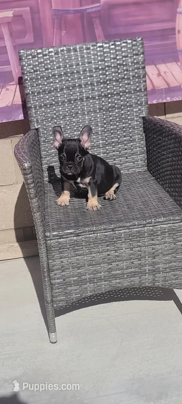 Bliss – French Bulldog puppy for sale in Lancaster, CA