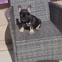 Bliss, a female French Bulldog for sale in Lancaster, CA – 1 of 4
