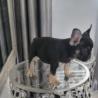 Bliss, a female French Bulldog for sale in Lancaster, CA – 3 of 4