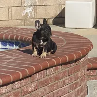 Bliss, a female French Bulldog for sale in Lancaster, CA – 4 of 4