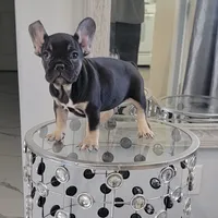 Bliss, a female French Bulldog for sale in Lancaster, CA – 2 of 4