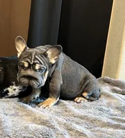 Lily May, a female French Bulldog for sale in Lancaster, CA – 3 of 3
