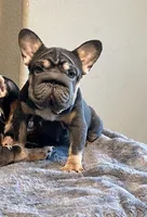 Lily May, a female French Bulldog for sale in Lancaster, CA – 1 of 3