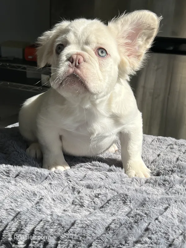 Bernie Mack – French Bulldog puppy for sale in Lancaster, CA