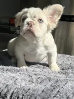 Bernie Mack, a male French Bulldog for sale in Lancaster, CA – 1 of 4