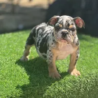Biggie, a male English Bulldog for sale in Lancaster, CA – 2 of 4