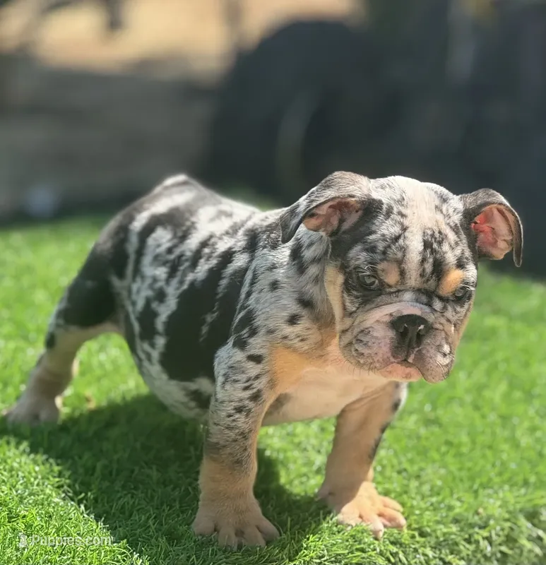 Biggie – English Bulldog puppy for sale in Lancaster, CA