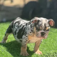 Biggie, a male English Bulldog for sale in Lancaster, CA – 1 of 4