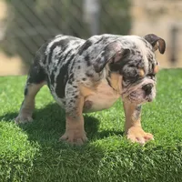 Biggie, a male English Bulldog for sale in Lancaster, CA – 3 of 4
