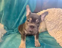Thanos, a male French Bulldog for sale in Lancaster, CA – 1 of 1