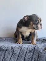 Breeze, a male English Bulldog for sale in Lancaster, CA – 2 of 6