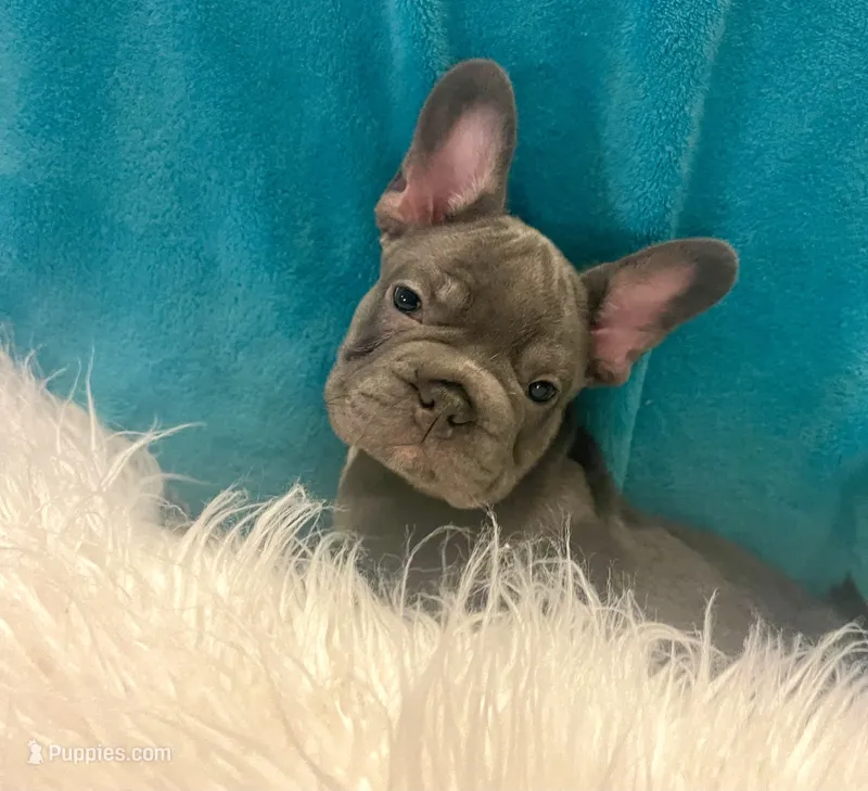 Thor – French Bulldog puppy for sale in Lancaster, CA