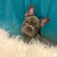 Thor, a male French Bulldog for sale in Lancaster, CA – 1 of 3