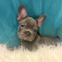 Thor, a male French Bulldog for sale in Lancaster, CA – 2 of 3