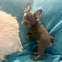 Thor, a male French Bulldog for sale in Lancaster, CA – 3 of 3