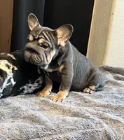 Lily May, a female French Bulldog for sale in Lancaster, CA – 2 of 3