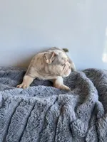 Block, a male English Bulldog for sale in Lancaster, CA – 2 of 4