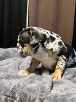 Juice, a male English Bulldog for sale in Lancaster, CA – 6 of 6