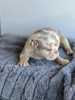 Block, a male English Bulldog for sale in Lancaster, CA – 3 of 4