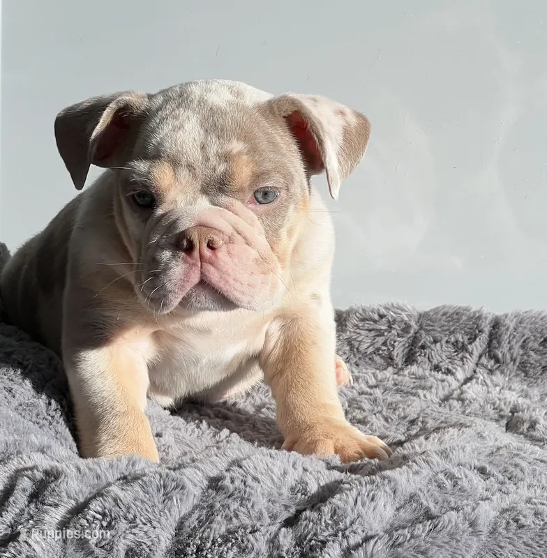 Block – English Bulldog puppy for sale in Lancaster, CA