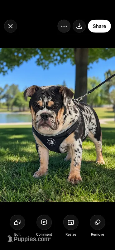 Juice – English Bulldog puppy for sale in Lancaster, CA