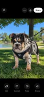 Juice, a male English Bulldog for sale in Lancaster, CA – 1 of 6