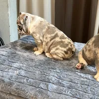 Draya, a female English Bulldog for sale in Lancaster, CA – 6 of 6