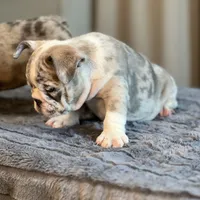 Draya, a female English Bulldog for sale in Lancaster, CA – 4 of 6