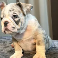 Draya, a female English Bulldog for sale in Lancaster, CA – 1 of 6