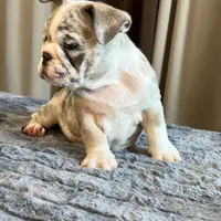 Draya, a female English Bulldog for sale in Lancaster, CA – 2 of 6