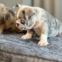 Draya, a female English Bulldog for sale in Lancaster, CA – 3 of 6
