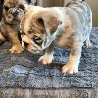 Draya, a female English Bulldog for sale in Lancaster, CA – 5 of 6