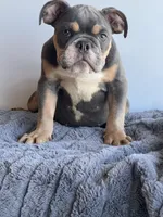 Breeze, a male English Bulldog for sale in Lancaster, CA – 3 of 6