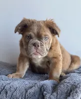 Sassy, a female English Bulldog for sale in Lancaster, CA – 1 of 6