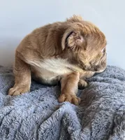 Sassy, a female English Bulldog for sale in Lancaster, CA – 2 of 6