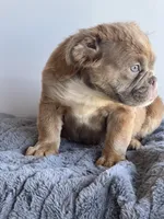 Sassy, a female English Bulldog for sale in Lancaster, CA – 5 of 6