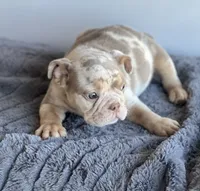 Block, a male English Bulldog for sale in Lancaster, CA – 1 of 4