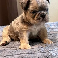 Little Fluff, a male English Bulldog for sale in Lancaster, CA – 3 of 3