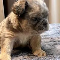 Little Fluff, a male English Bulldog for sale in Lancaster, CA – 2 of 3