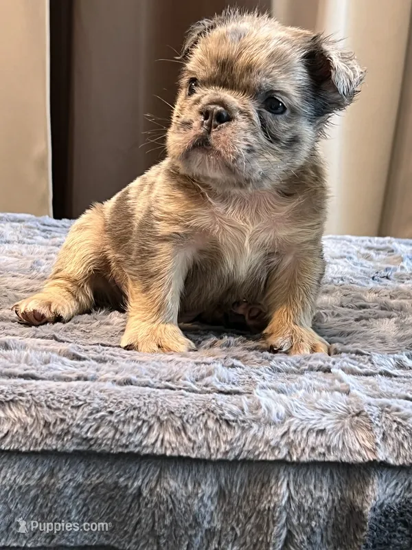 Little Fluff – English Bulldog puppy for sale in Lancaster, CA