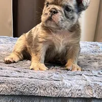 Little Fluff, a male English Bulldog for sale in Lancaster, CA – 1 of 3