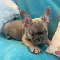 Vision, a male French Bulldog for sale in Lancaster, CA – 2 of 2