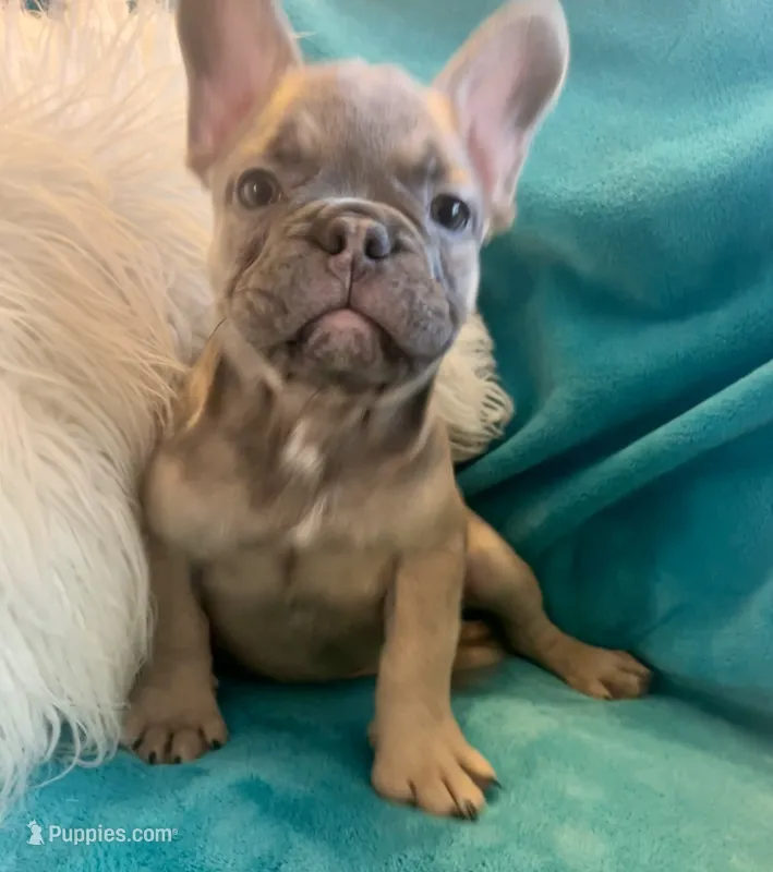 Vision – French Bulldog puppy for sale in Lancaster, CA