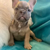 Vision, a male French Bulldog for sale in Lancaster, CA – 1 of 2