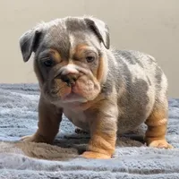 Doja, a female English Bulldog for sale in Lancaster, CA – 3 of 3